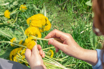 Woman weaves a wreath of dandelions Nature