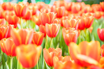 tulips flower in the spring garden