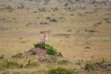 This cheetah mother had 6 cubs she was skinny and looking for food in the Masai Mara National Park in Kenya