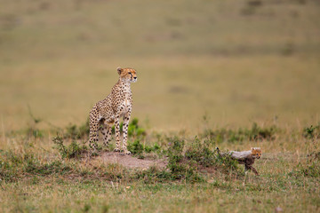 This cheetah mother had 6 cubs she was skinny and looking for food in the Masai Mara National Park in Kenya © henk bogaard