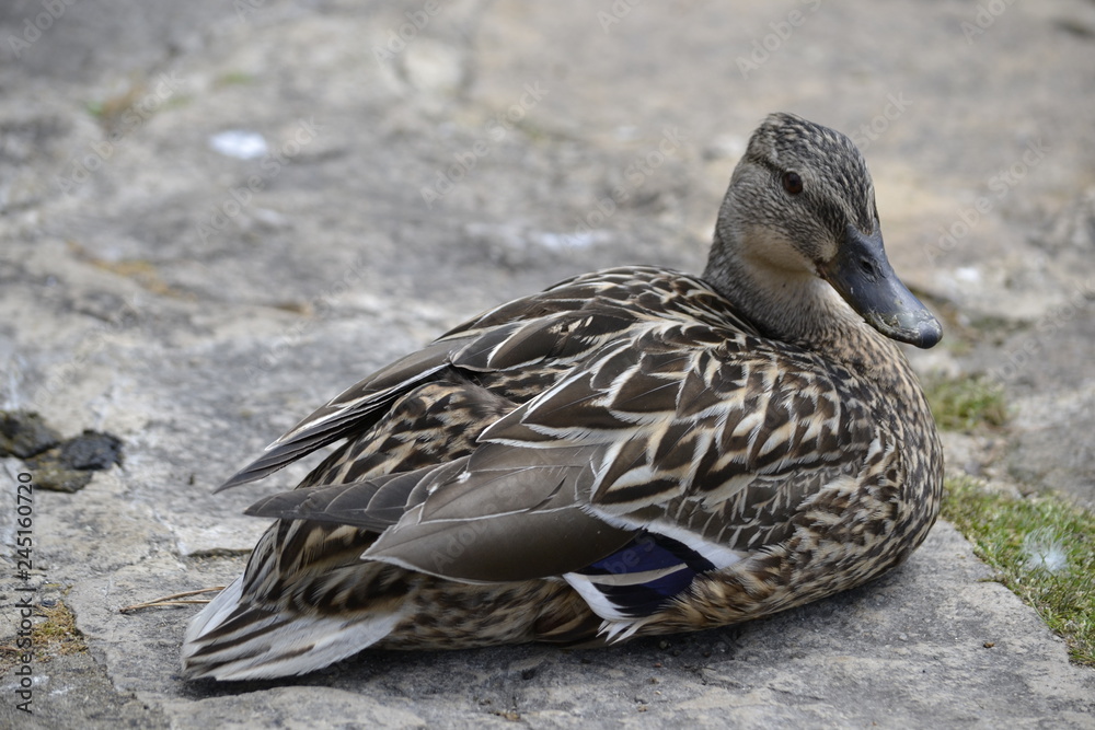 Wall mural female mallard duck