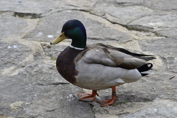 mallard duck