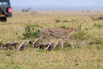 This cheetah mother had 6 cubs she was skinny and looking for food in the Masai Mara National Park in Kenya