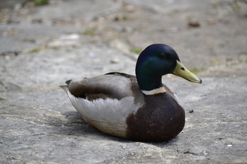 mallard duck