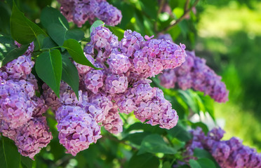 Purple lilac bush blooming in May day