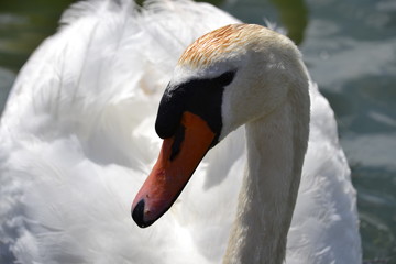 portrait of a swan