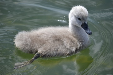 swan on lake