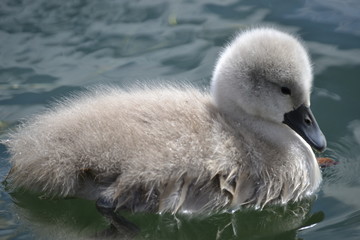 swan on lake