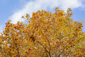 Beautiful background of seasonal colorful trees with copy space blue sky in autumn style at Yufuin. Oita, kyushu, Japan