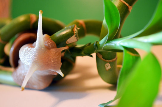 snail Achatina fulica on bamboo,