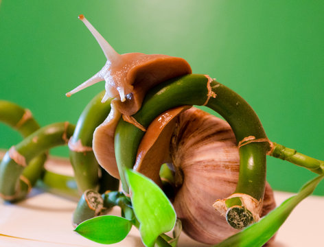 snail Achatina fulica on bamboo,