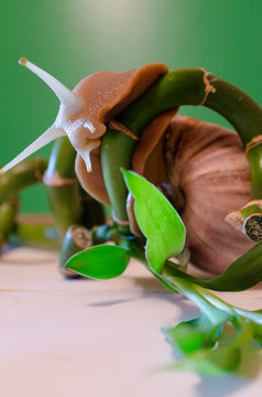 snail Achatina fulica on bamboo,