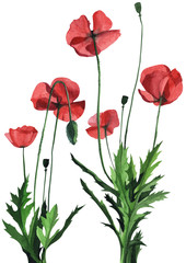 Watercolor wild red poppies. Surface design for interior decoration, printed issues, invitation cards