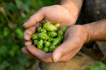 Hände halten Hopfen-Dolden