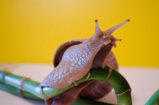 snail Achatina fulica on bamboo,