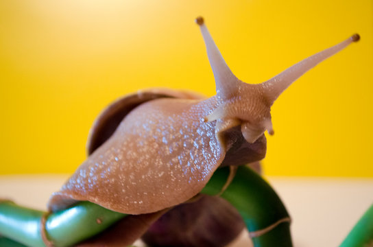 snail  Achatina fulica on bamboo