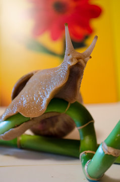 snail  Achatina fulica on bamboo