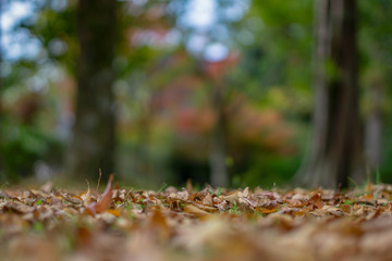 Abstract fallen autumn leaves on the ground with Colorful leaves trees in background at Dakemoto Park, Yufuin, Oita, Kyushu, Japan. selective focus. 