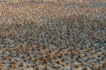 Mowed grass on a field in India