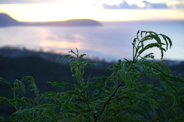 Pflanze Nahaufnahme im Morgengrauen am Diamond Head, Hawaii