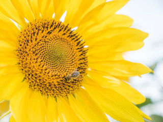 Sunflower natural background. Sunflower blooming. Close-up of sunflower. Field of blooming sunflowers. Yellow summer flowers.