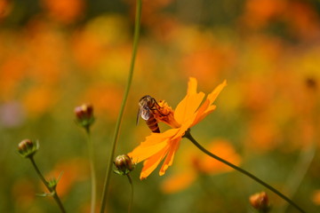 Macro photo of a bee close up, starburst flower summer yellow leaf field background grass flowers...