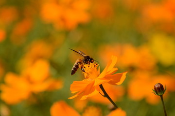 Obraz premium Macro photo of a bee close up, starburst flower summer yellow leaf field background grass flowers nature season garden park.