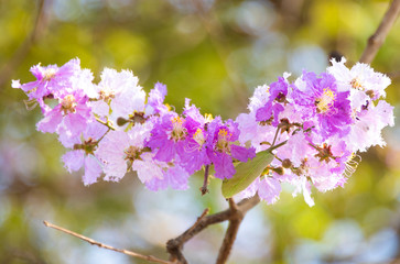 Lagerstroemia loudonii flower tree on blue sky background
