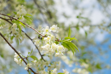 Wild Himalayan Cherry blossoms in Khunwang, Chiang Mai, Thailand.