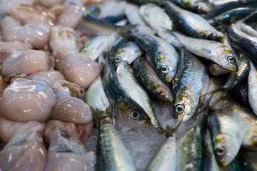 Pulpos pequeños y sardinas  sobre hielo en el mercado