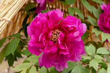 Peony flower, Ueno Taito-city, Tokyo, Japan