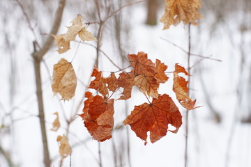 Brown maple leaves on the branches in the winter forest