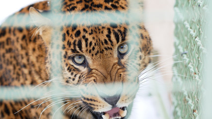 Aggressive leopard hisses through the zoo cage. Feline predator in captivity