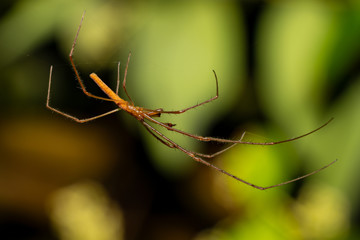 Long spider in india