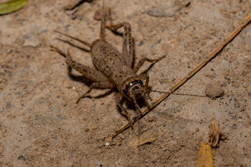 Cricket in the sand in India