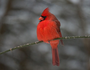 Northern Cardinal in Winter