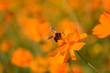 Macro photo of a bee close up, starburst flower summer yellow leaf field background grass flowers nature season garden park.