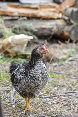 chicken, village, bird, fly