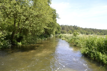 river in the forest