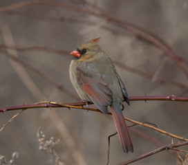 Northern Cardinal in Winter