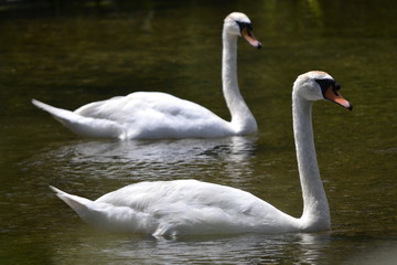 swan on lake