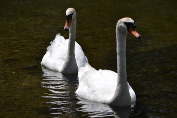 swan on lake