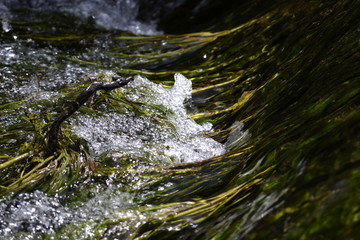 stream in forest