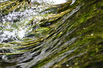 green grass and water