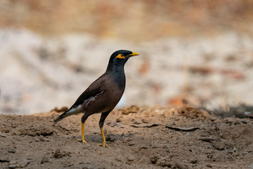 Indian myna