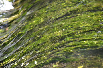 Green grass and water