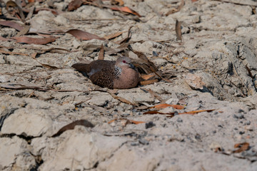 Spotted dove among dry leaves