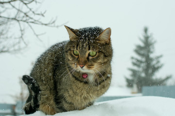 young cat sitting on a snowdrift on the background of a Christmas tree in the winter in the snowfall