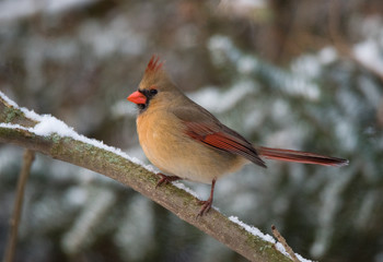 Northern Cardinal in Winter