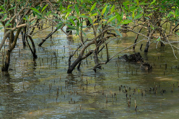 Submerged mangrove bushes in Sundarbans in India